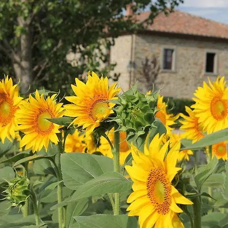 Il Grifone A